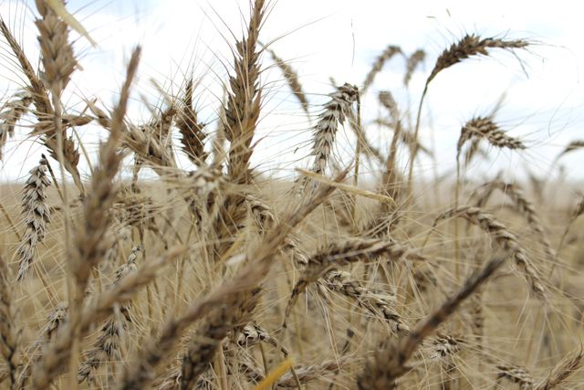Early Australia wheat harvest shows lower protein, raising supply woes