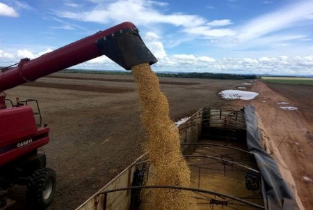GRAINS-Soybeans fall on harvest pressure, looming South American crop