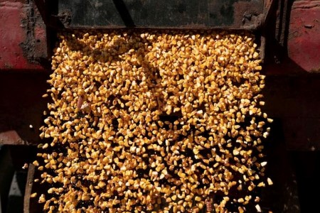 U.S. farmers to seed less corn, more wheat and soy for 2022/23 season -USDA