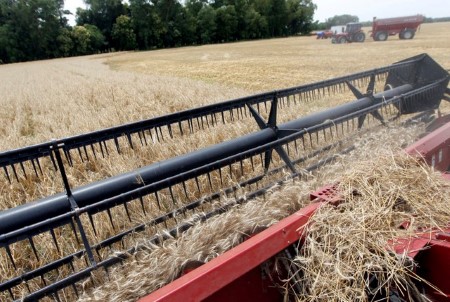 Argentine exporters vow safeguards to keep GM wheat out of shipments