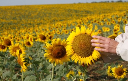 Russia’s export tax for sunflower oil to rise to $276.7/T in December