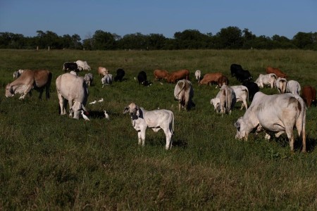 LIVESTOCK-USDA lifts estimates for beef production, cattle prices