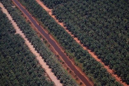 VEGOILS-Palm extends gain on better Nov exports, output concerns