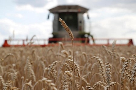 Ukraine winter wheat sowing at 6.2 mln ha, 94% of planned