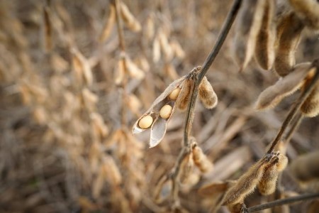 GRAINS-Soybeans climb as soymeal surges; U.S. wheat nears 9-year top