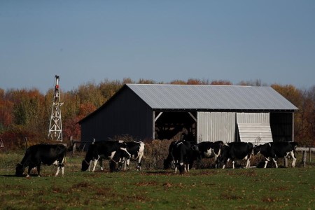LIVESTOCK-CME cattle futures end mostly lower as corn prices climb