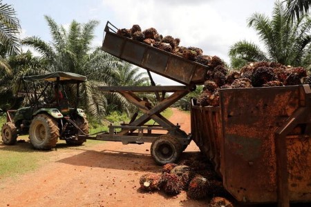 VEGOILS-Palm tracks losses in rivals; traders eye export data