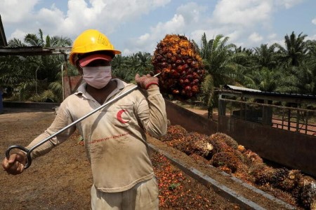 VEGOILS-Palm oil gains on signs of slowing output, higher exports