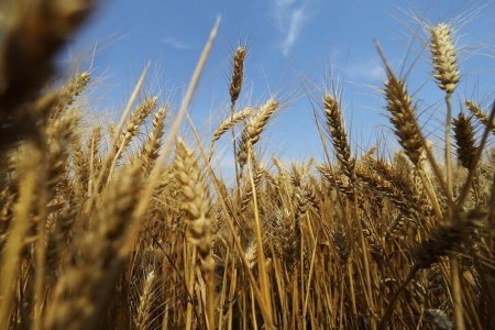 GRAINS-Wheat firms with exports in focus; corn, soybeans fall