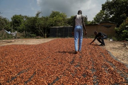 Ivory Coast 2021/22 cocoa arrivals reach 576,000 T by Nov. 21