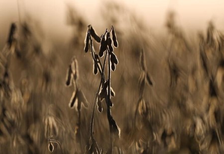 COLUMN-Beneficial rains for Argentina’s soybeans do not cancel La Nina risks -Braun