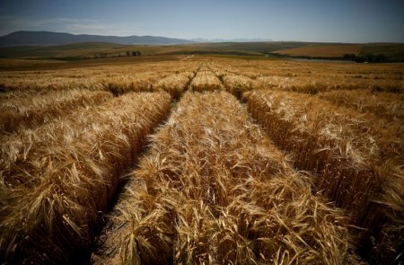 Turkey starts buying feed barley in tender for 370,000 tonnes, traders say