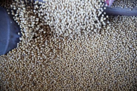 USDA cuts U.S. ag export forecast amid weaker soybean demand