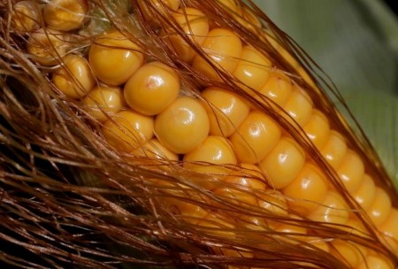 South Korea’s NOFI buys corn in tender, no feed wheat – traders