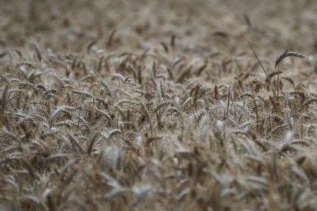 Paris wheat retreats from highs as virus fears rattle markets