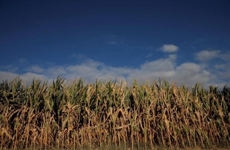 French maize harvest 97% complete by Nov. 22
