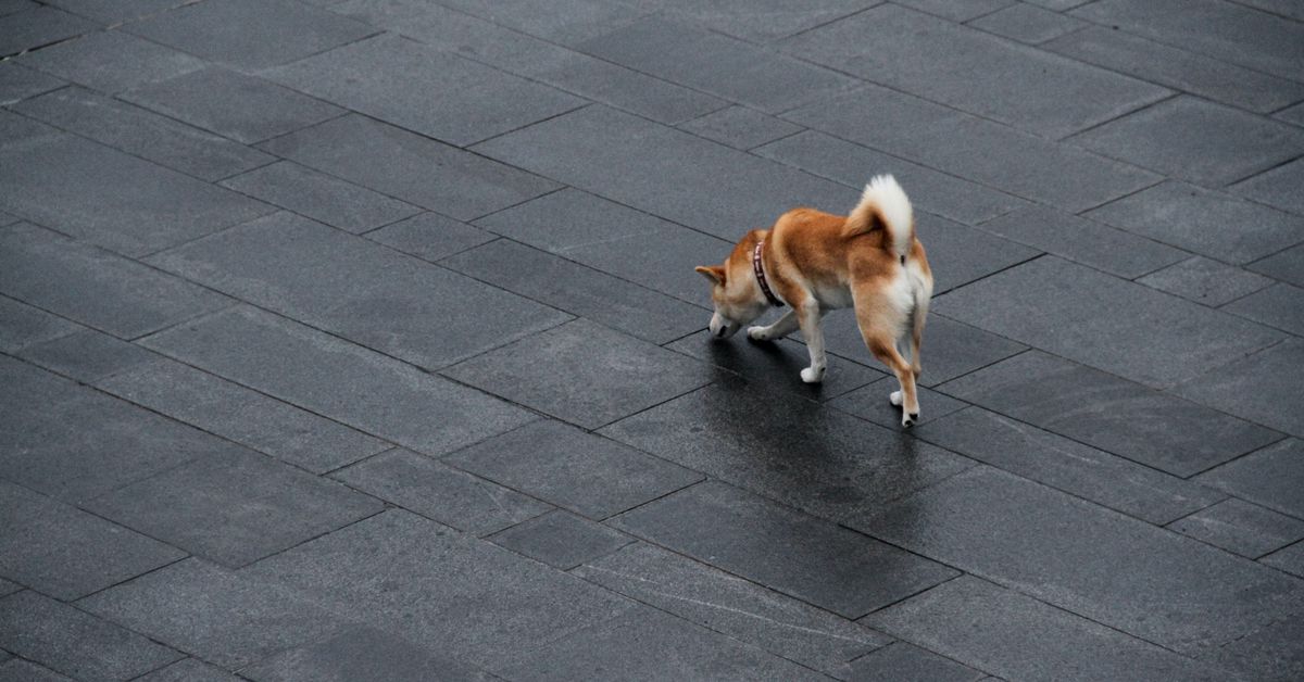 SHIB Slumps as Large Holders Take Profits