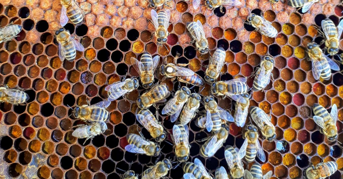 Hive Blockchain to Raise C$110M to Expand Bitcoin Production