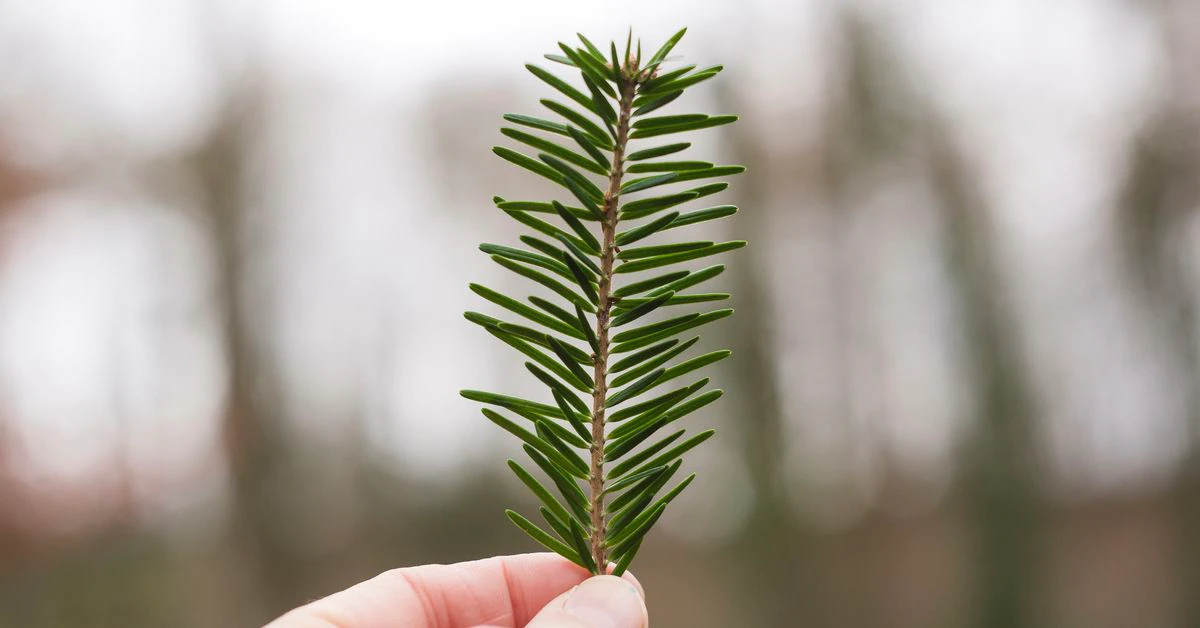 Decentralized Identity Startup Spruce Raises $7.5M