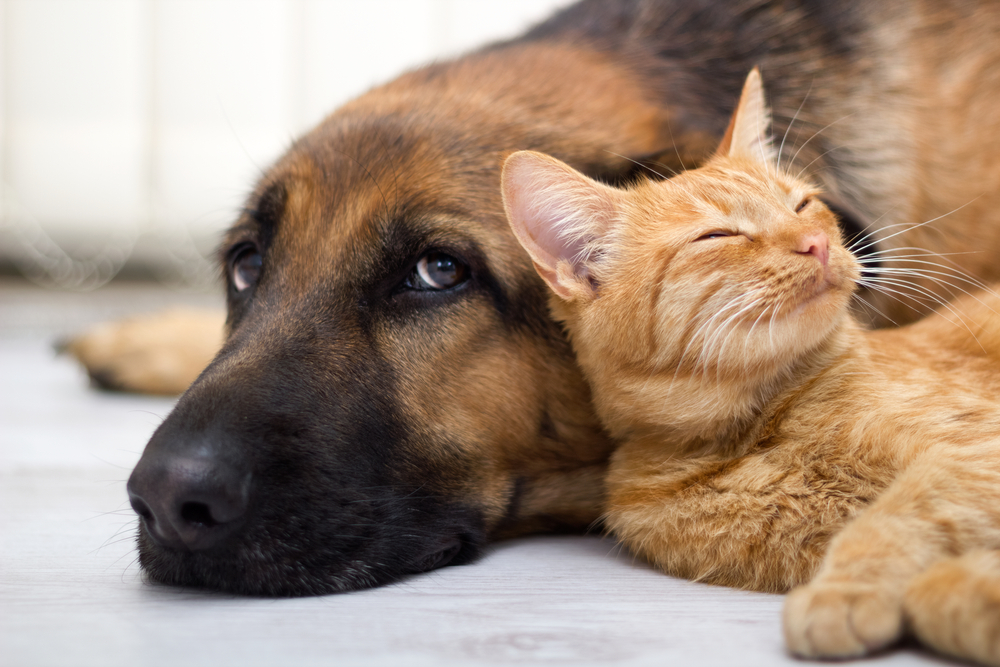 Consumers are Flush with Cash: That’s Good News for Pet Stocks