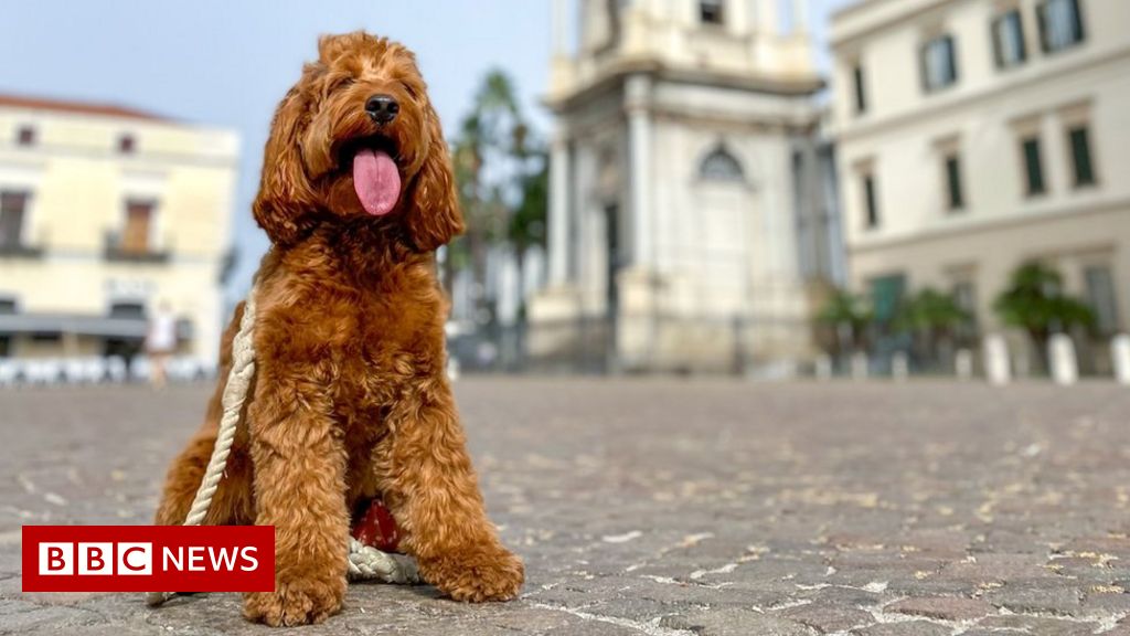 Brexit: How has pet travel to EU countries been affected?