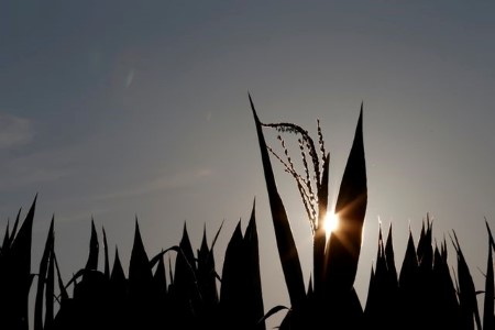 COLUMN-Ukraine, EU may offer opportunities for U.S. corn exports -Braun