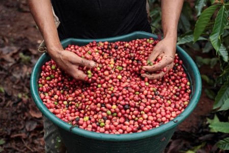 SOFTS-Robusta coffee rises on supply tightness; sugar flat