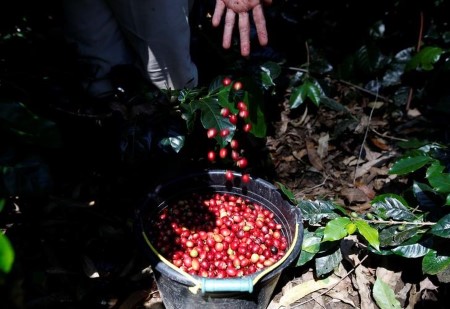 SOFTS-Arabica coffee prices slip while cocoa and sugar edge higher