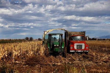 GRAINS-U.S. corn, soybeans fall in risk-off trade; wheat firms
