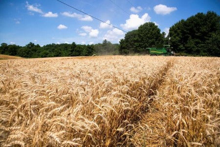 GRAINS-Wheat futures drop on U.S. weather view; corn, soy rise