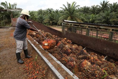 VEGOILS-Palm oil rises tracking crude, rival oils