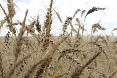 GRAINS-Wheat eases on Australia harvest and Black Sea exports