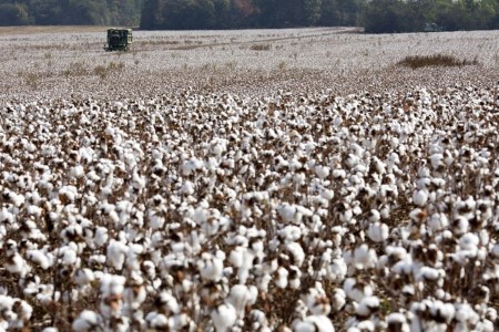 Cotton hits near 2-week high as dollar retreats