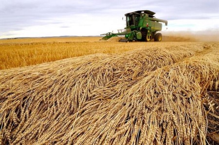 GRAINS-U.S. wheat edges higher on weather concerns, corn and soy rangebound