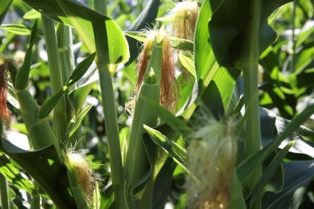 U.S. overpaid corn farmers $3 bln in Trump trade aid – GAO