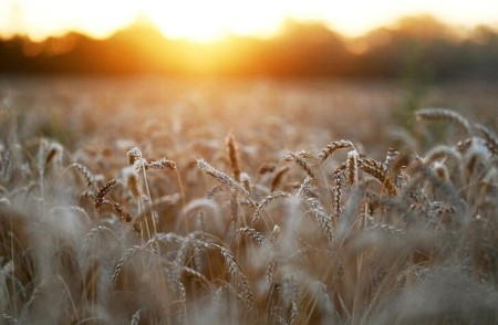 Russian wheat falls, tracking global benchmarks