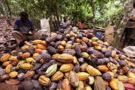 Light rains and mild wind help Ivory Coast cocoa crop, say farmers