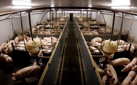 German farmers give up pig keeping as pork prices and demand remain low