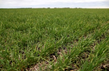 Argentine wheat harvest seen at a record 21.5 mln tonnes as weather set to improve