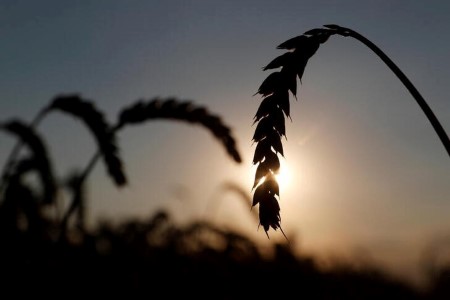 Dry weather affects Ukraine winter wheat crops in central regions