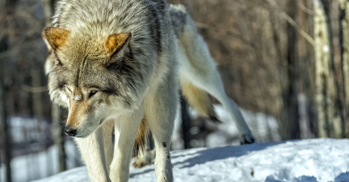 Crying Wolf? Why You Can’t Ignore Crypto Scam Claims