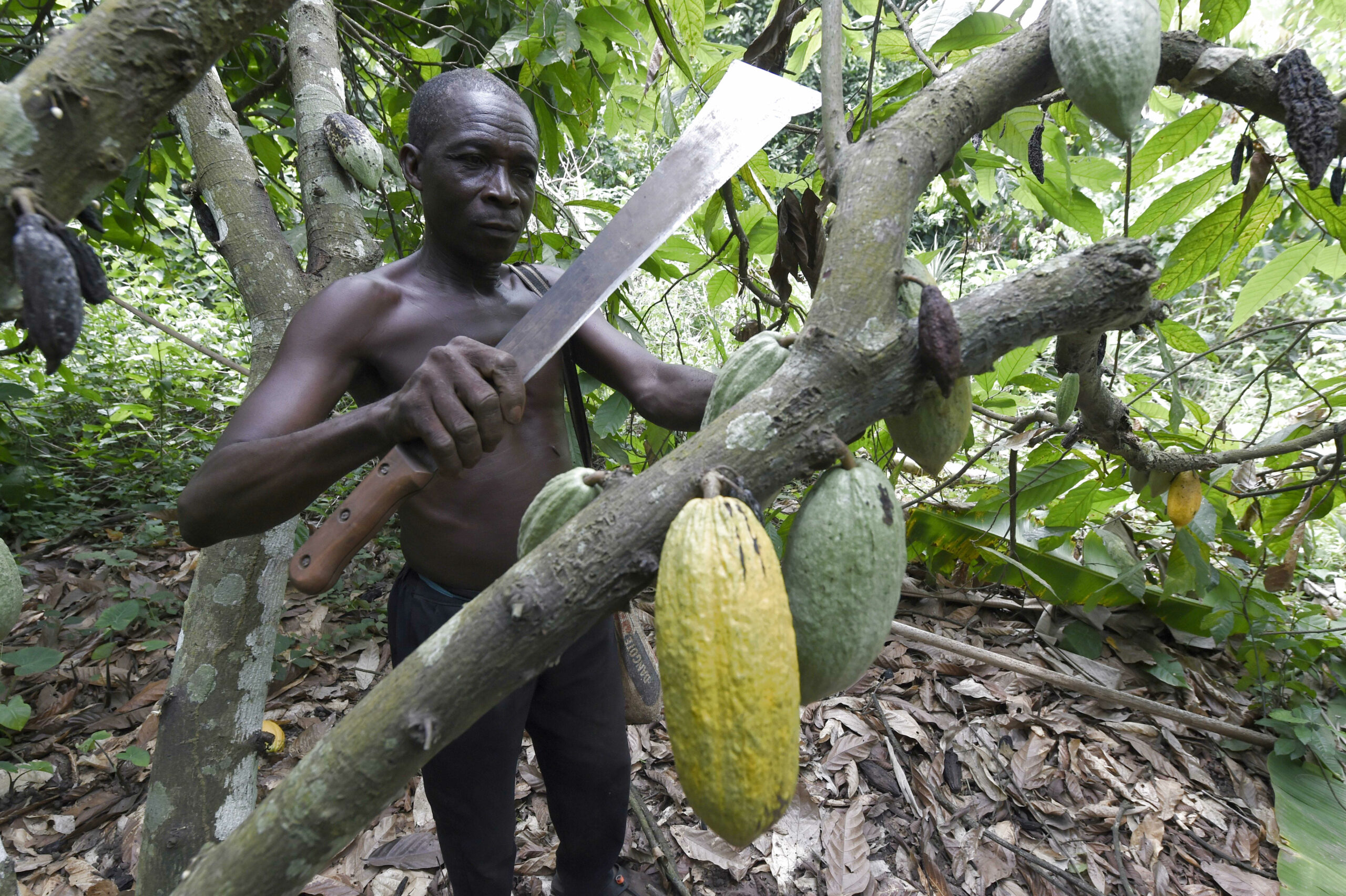 Nestle’s CEO says tackling child labor in cocoa needs new approach