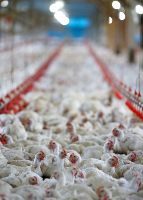 Brazil poultry exports reach annual record in 2021; market share to keep growing