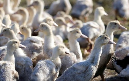 France finds bird flu at turkey farm in west, industry group says