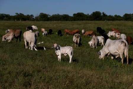 LIVESTOCK-CME live and feeder cattle futures ease
