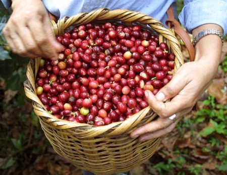 Honduran coffee exports almost double in December