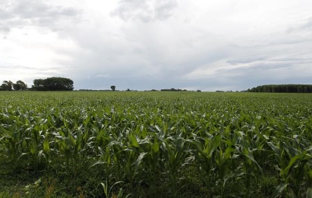 ‘Drastic change’ toward dryness threatens Argentine corn yields -analysts