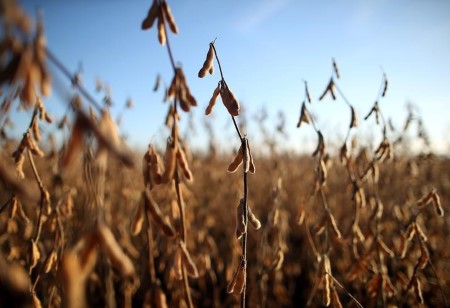 GRAINS-Soybeans ease after rally, South American weather limits decline
