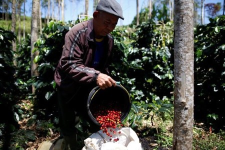 SOFTS-Arabica coffee prices surge, raw sugar hits 5-month low