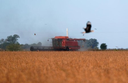 GRAINS-Soybeans rally, following soymeal gains